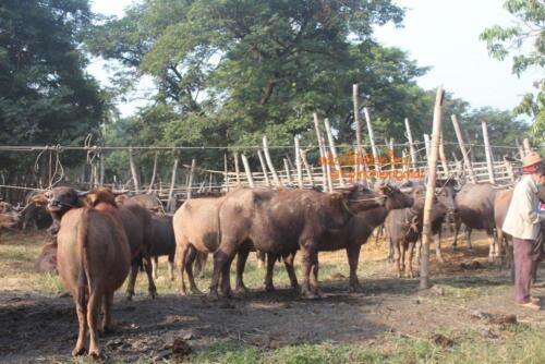 market-cow-sanpatong-31